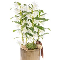 White Dendrobium Deluxe Orkide