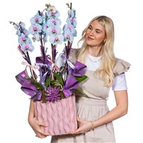 Premium Blue Orchid Mavi Orkide