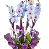 Premium Blue Orchid Mavi Orkide