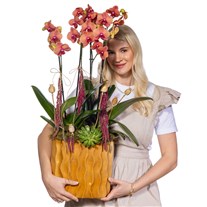Premium Orange Orchid Turuncu Orkide