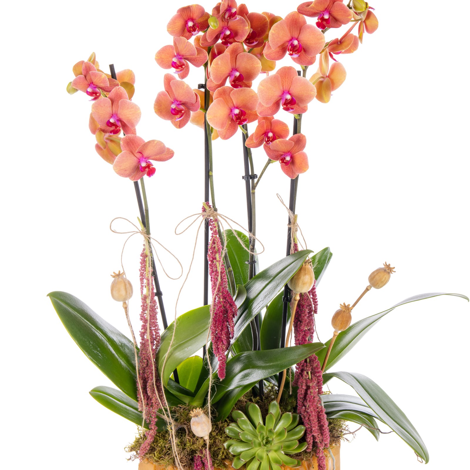 Premium Orange Orchid Turuncu Orkide