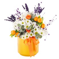Citrus Bloom Daisies