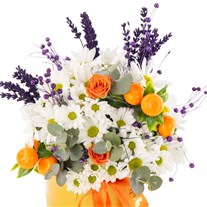 Citrus Bloom Daisies