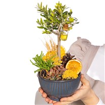 Orange Soul Zeytin Ağacı Vazoda