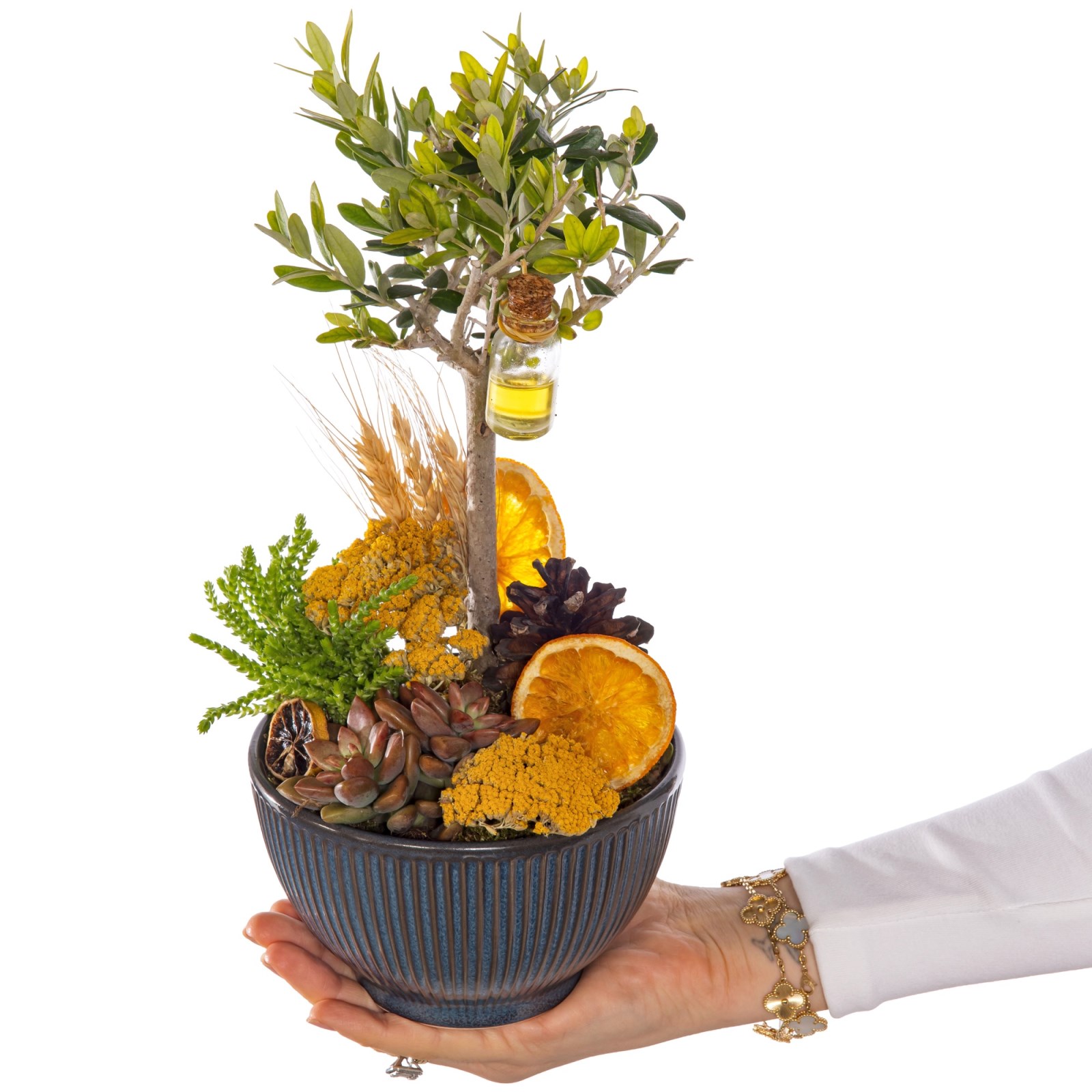 Orange Soul Zeytin Ağacı Vazoda