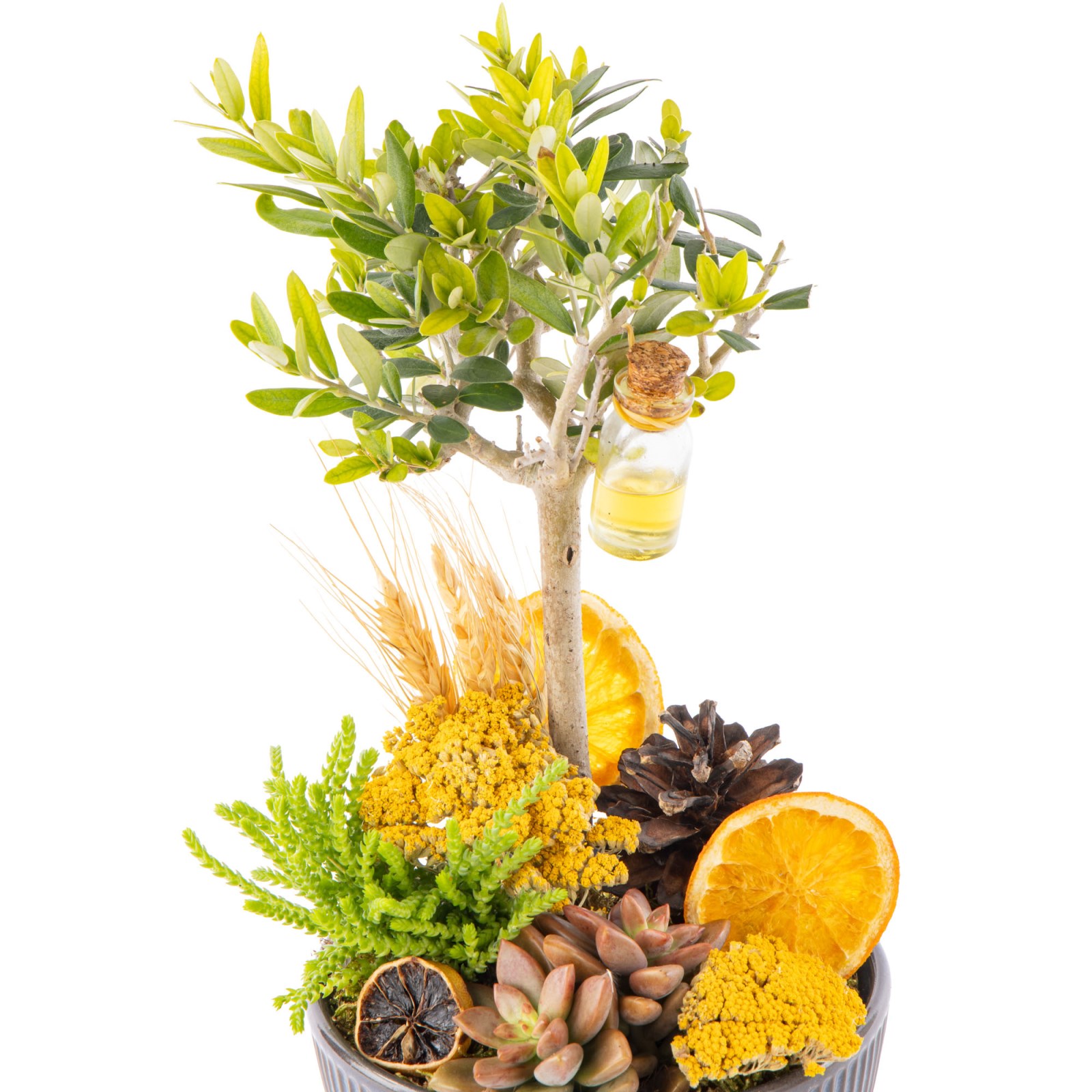 Orange Soul Zeytin Ağacı Vazoda