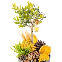Orange Soul Zeytin Ağacı Vazoda