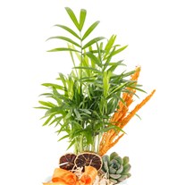 Mint Cup Areka & Sukulent