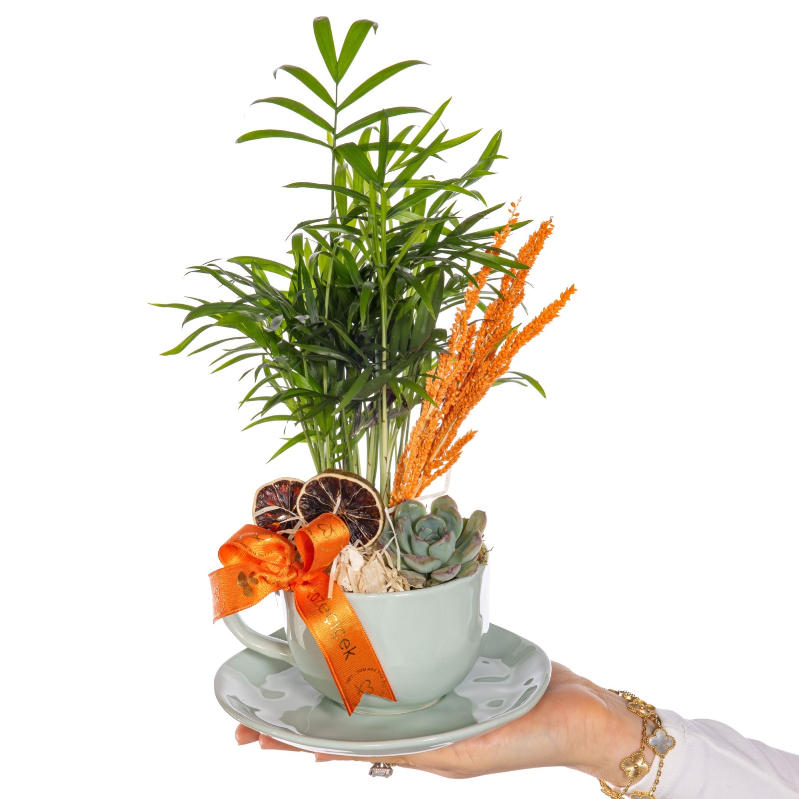 Mint Cup Areka & Sukulent
