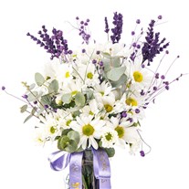 Lavender Breeze Vazoda Papatya