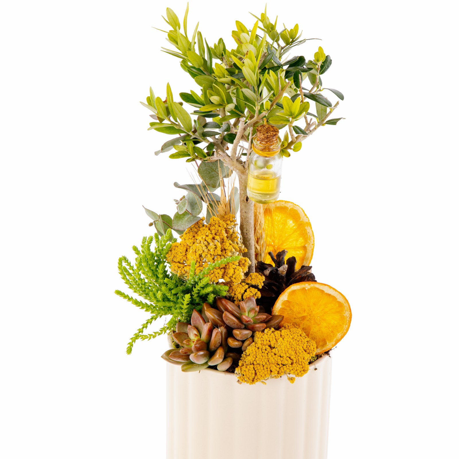 Golden Grove Zeytin Ağacı