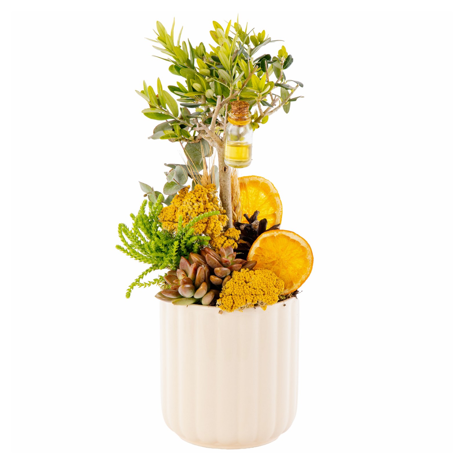 Golden Grove Zeytin Ağacı