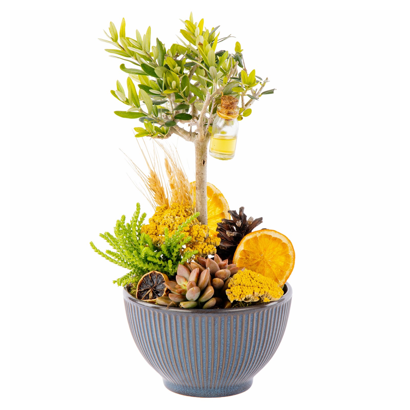 Orange Soul Zeytin Ağacı Vazoda