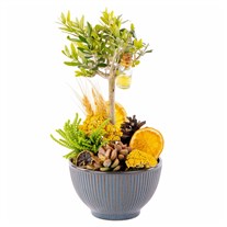 Orange Soul Zeytin Ağacı Vazoda