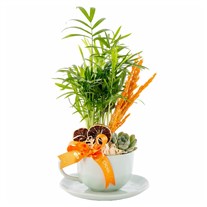Mint Cup Areka & Sukulent