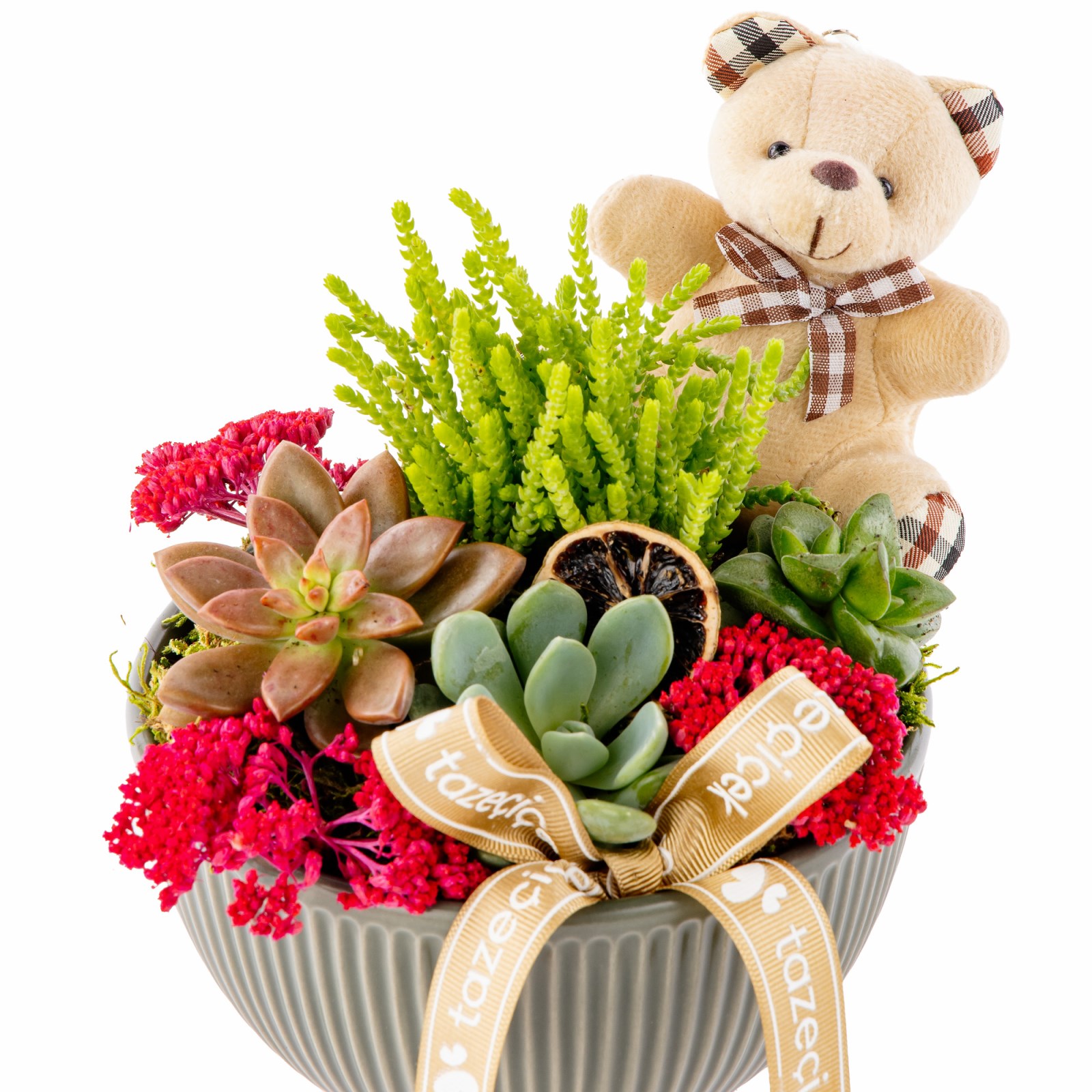 Lovely Bear Sukulent Aranjmanı