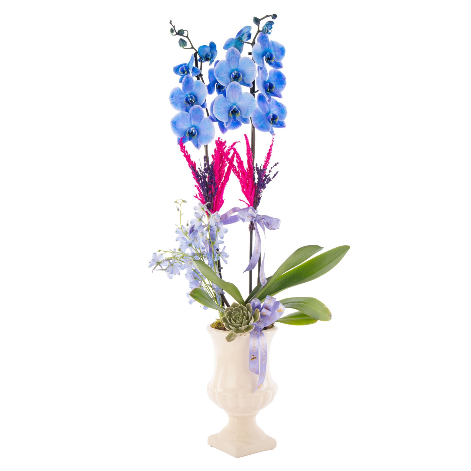 Blue Dream Mavi Orkide