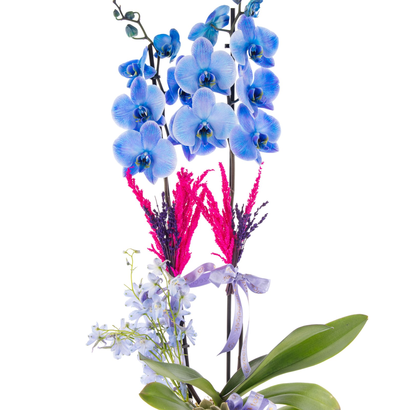 Blue Dream Mavi Orkide