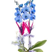 Blue Dream Mavi Orkide