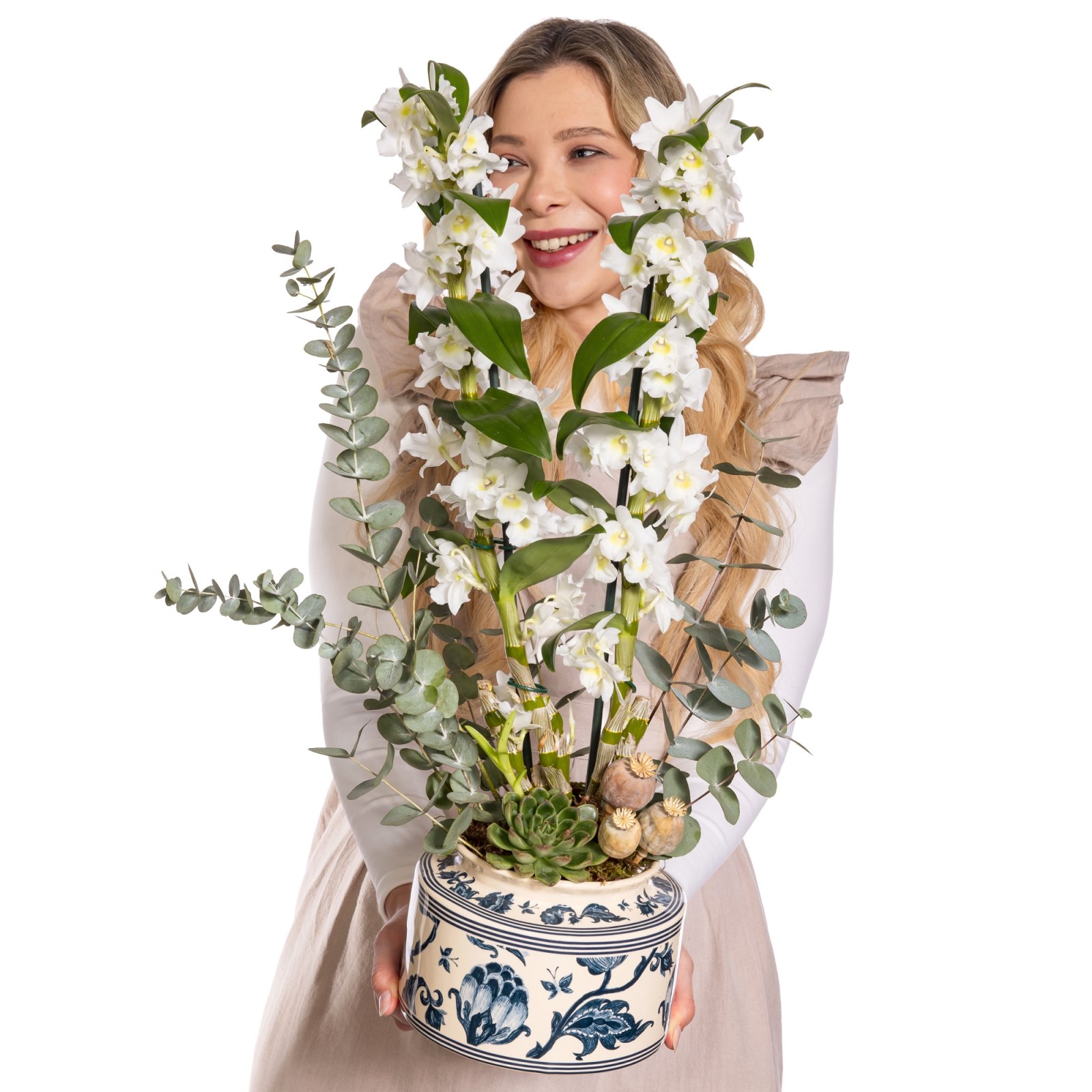 The White Nobility Dendrobium Orkide