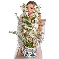 The White Nobility Dendrobium Orkide
