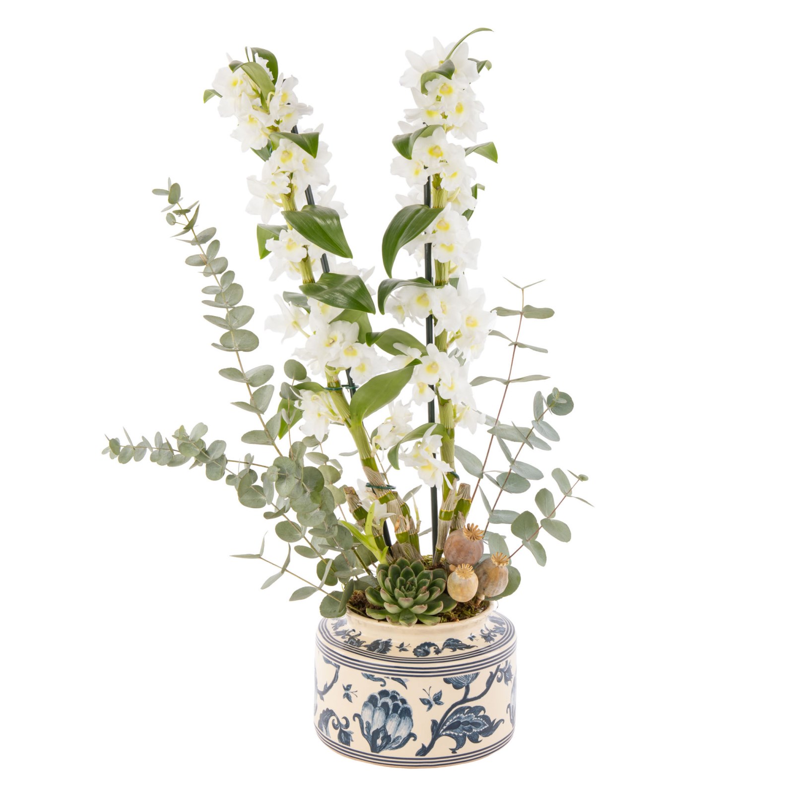 The White Nobility Dendrobium Orkide