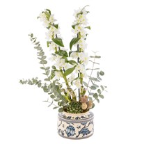 The White Nobility Dendrobium Orkide