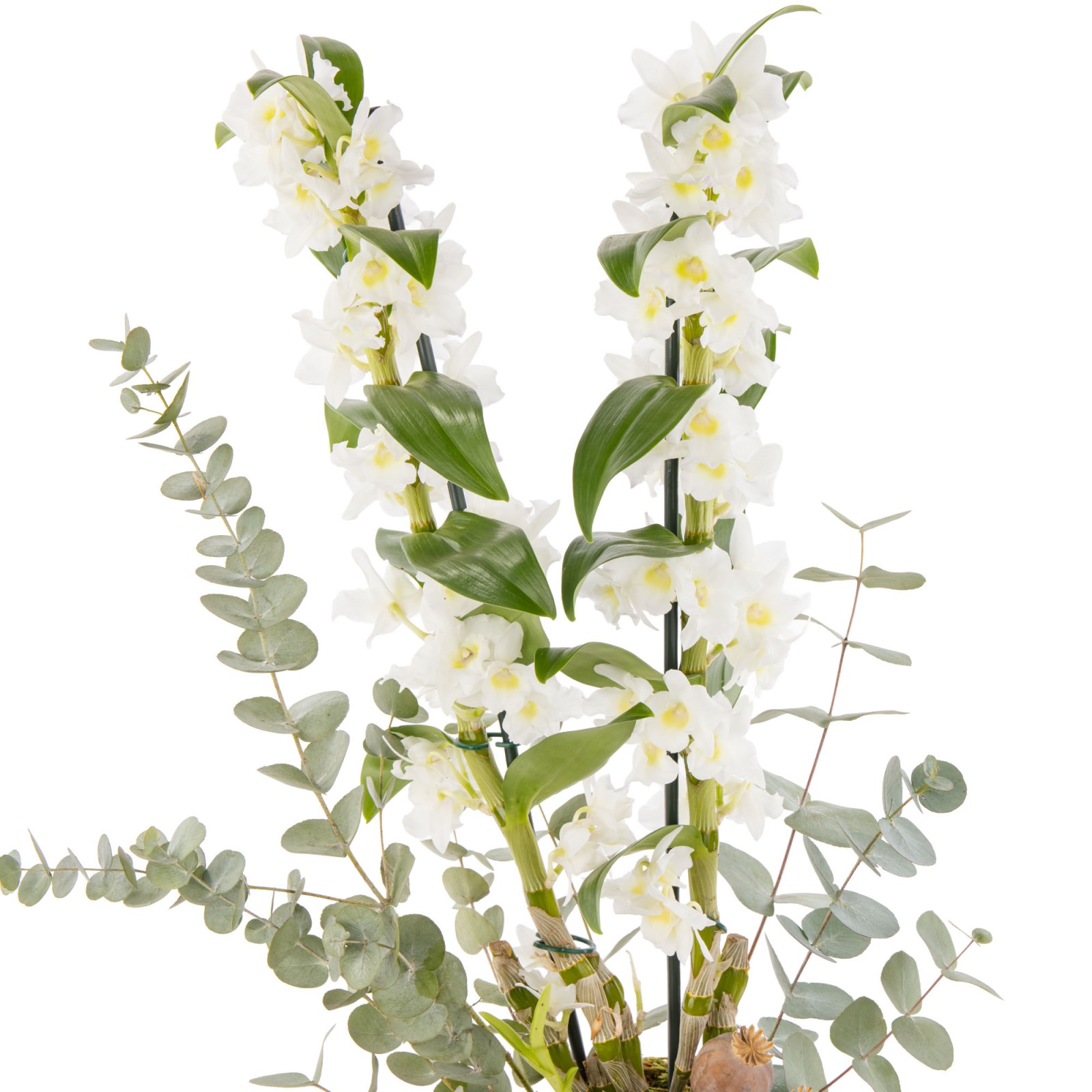 The White Nobility Dendrobium Orkide