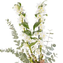 The White Nobility Dendrobium Orkide