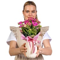Pink Whisper Kalanşo Sukulent