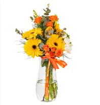 Sunshine Orange Gerberalar