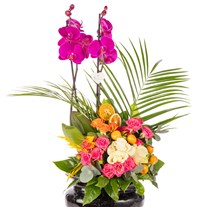 Midnight Orchid Luxury Signature Aranjmanı