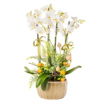Timeless Orchid Chic Luxury Orkideler