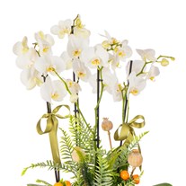 Timeless Orchid Chic Luxury Orkideler