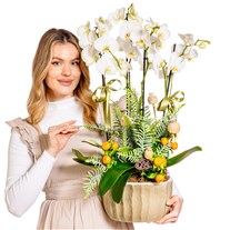 Timeless Orchid Chic Luxury Orkideler
