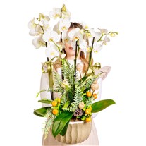 Timeless Orchid Chic Luxury Orkideler