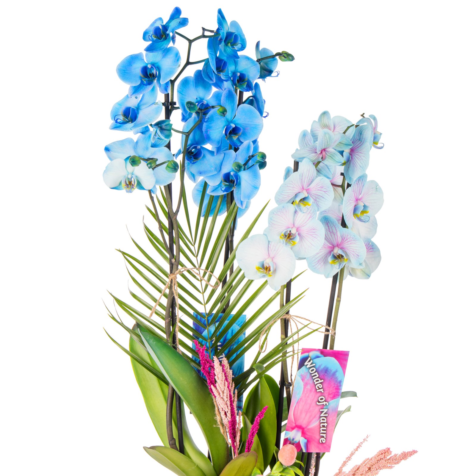 Sky & Pearl Orchid Deluxe Harmony Aranjman