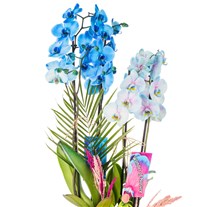 Sky & Pearl Orchid Deluxe Harmony Aranjman
