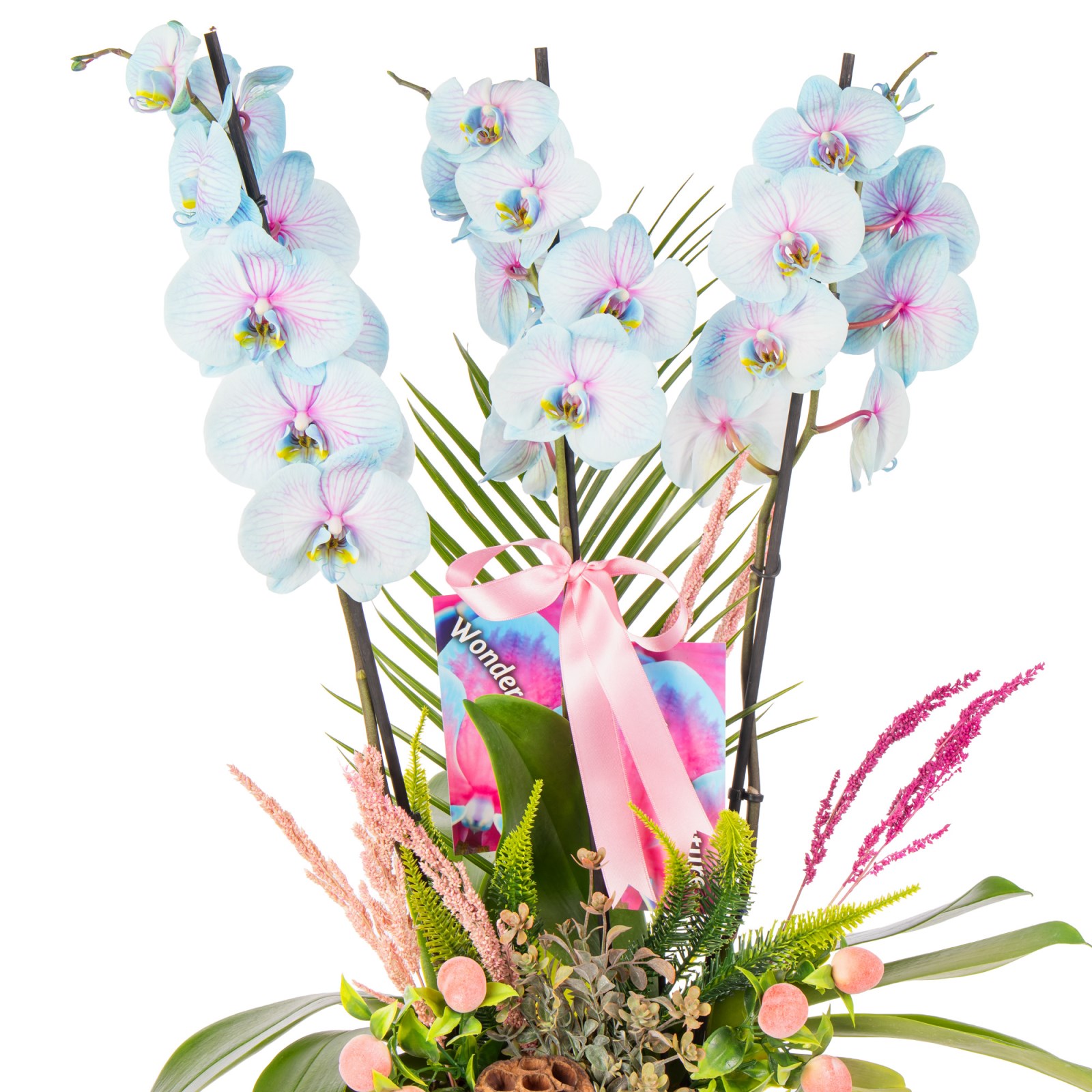 Soft Cloud Orchid Premium Elegance