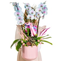 Soft Cloud Orchid Premium Elegance