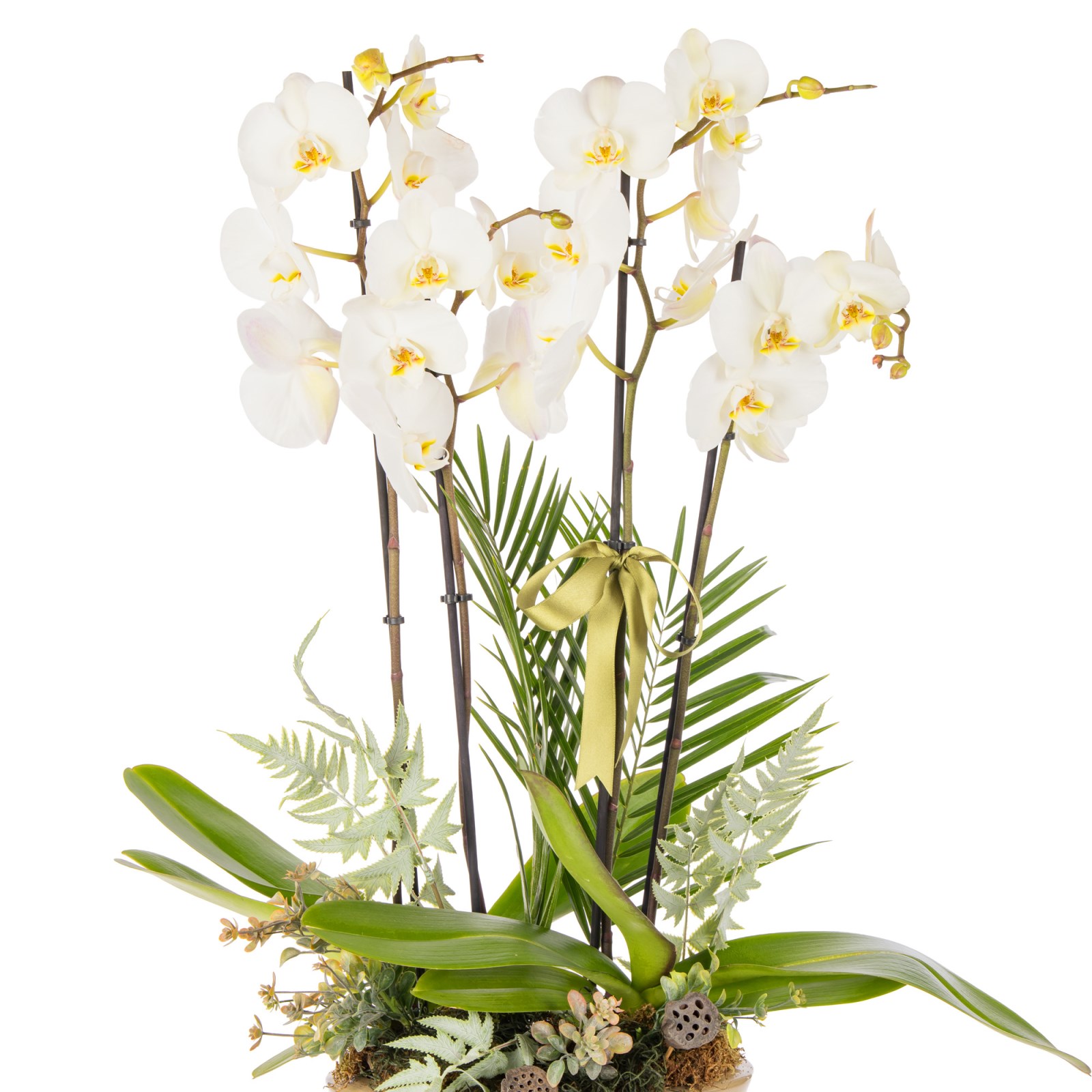 Ivory Elegance Orchid Premium Collection