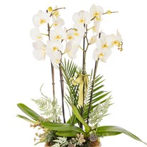 Ivory Elegance Orchid Premium Collection