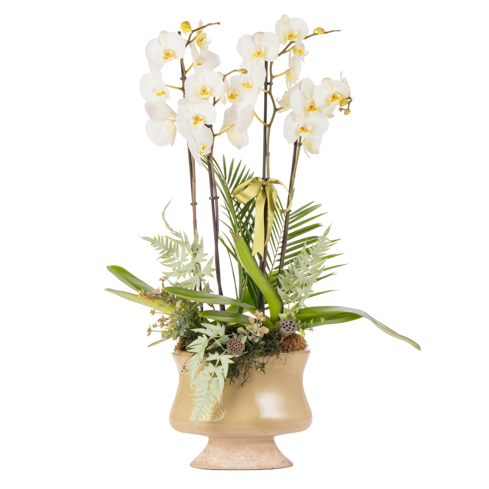 Ivory Elegance Orchid Premium Collection