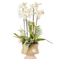 Ivory Elegance Orchid Premium Collection