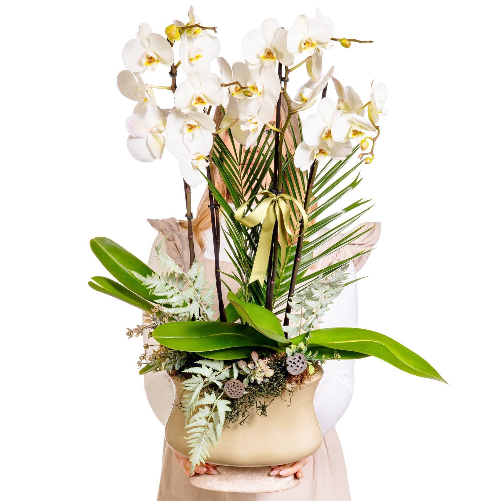 Ivory Elegance Orchid Premium Collection