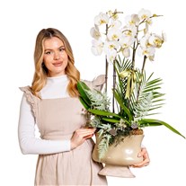 Ivory Elegance Orchid Premium Collection