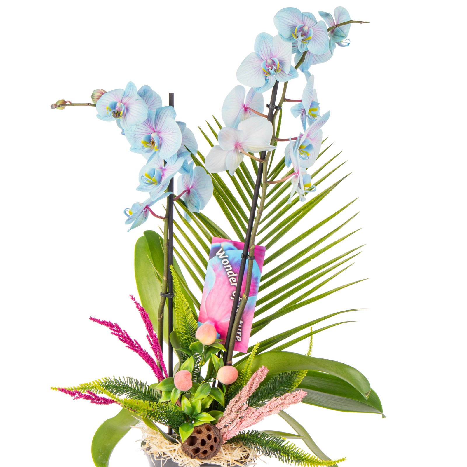 Delicate Sky Orchid Chic Vase Aranjman