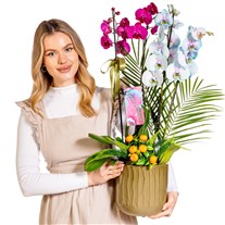 Color Fusion Orchid Premium Collection