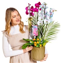 Color Fusion Orchid Premium Collection