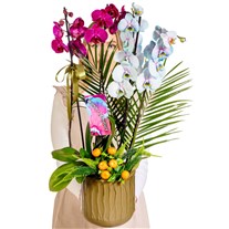 Color Fusion Orchid Premium Collection